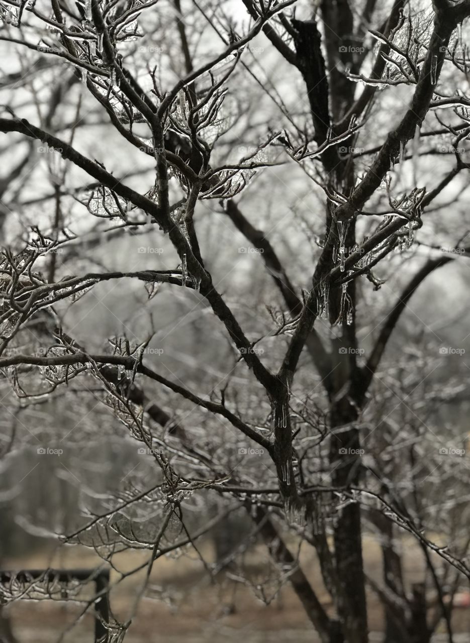 Watching the ice gather on bare tree branches during a Carolina winter... it is magically beautiful. 