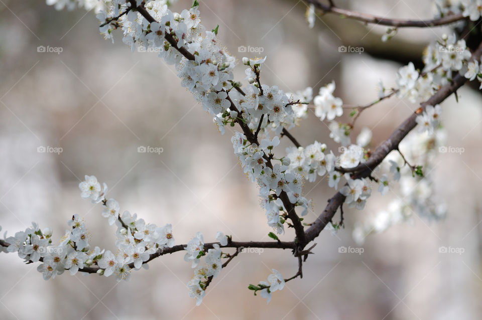 blooming tree