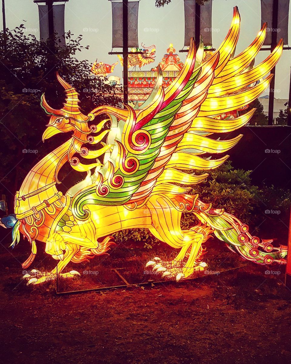 Chinese Lantern Phoenix 
