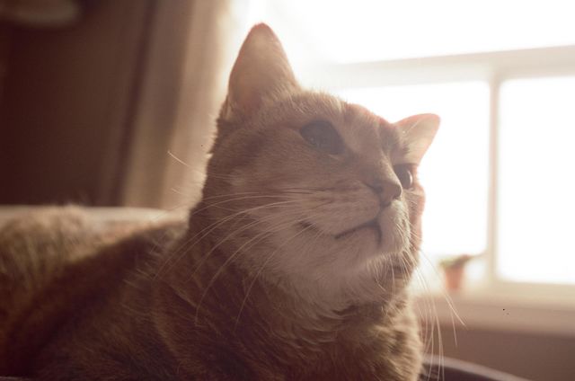 cat / beautiful cats