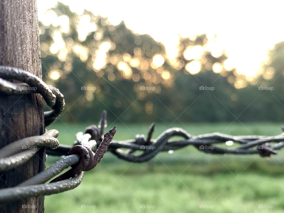 Dew-covered barbed wire on a wooden fence post in a rural area, blurred view of the rising sun visible through distant trees