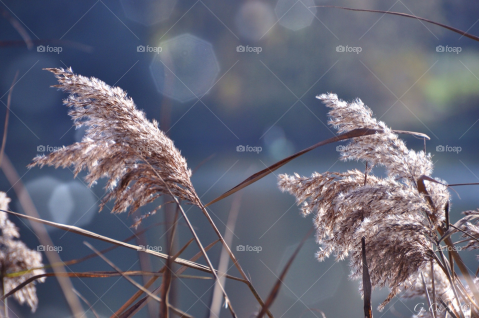 nature lake plant sea by gaguling