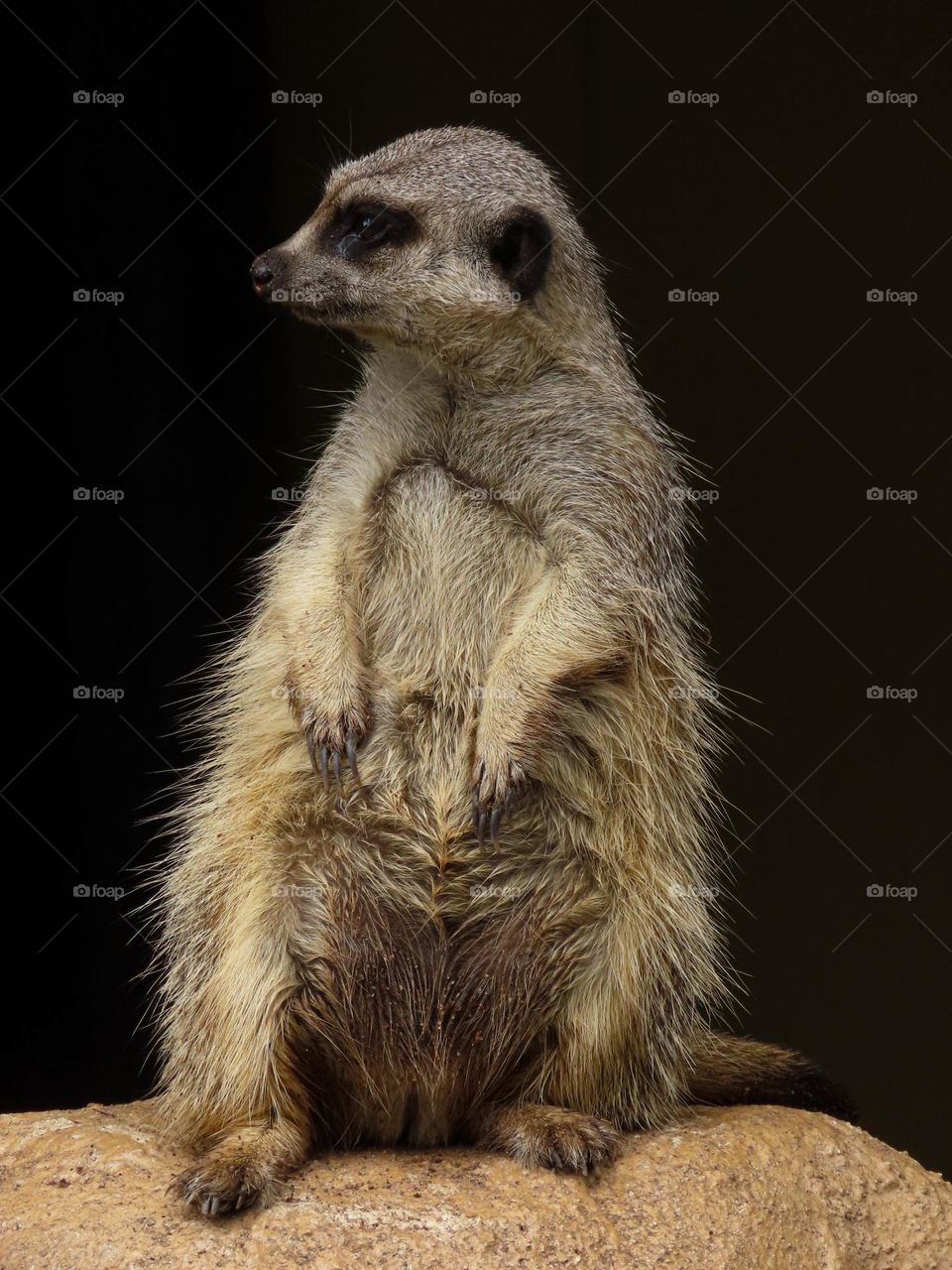 Meerkat standing on a rock 