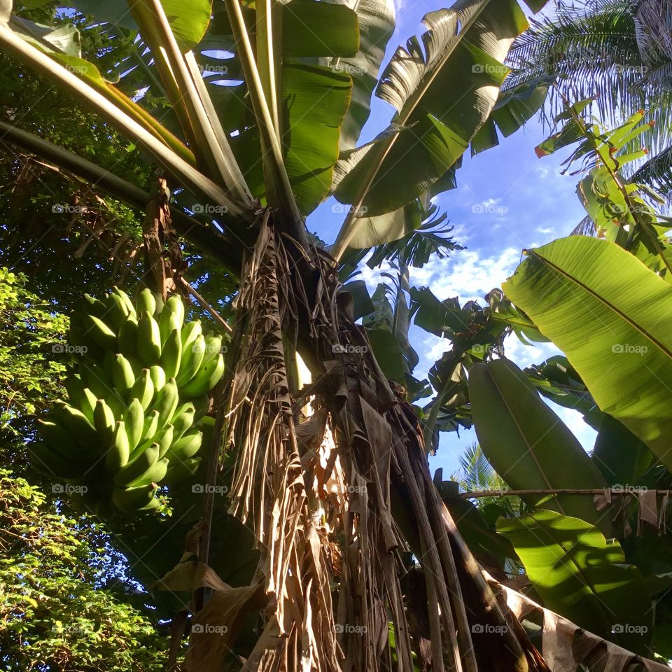 Looking up - bananas and a beautiful sky