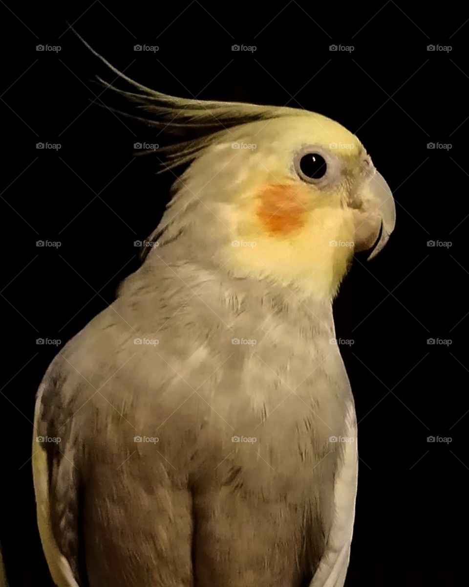 Cheech the cockatiel