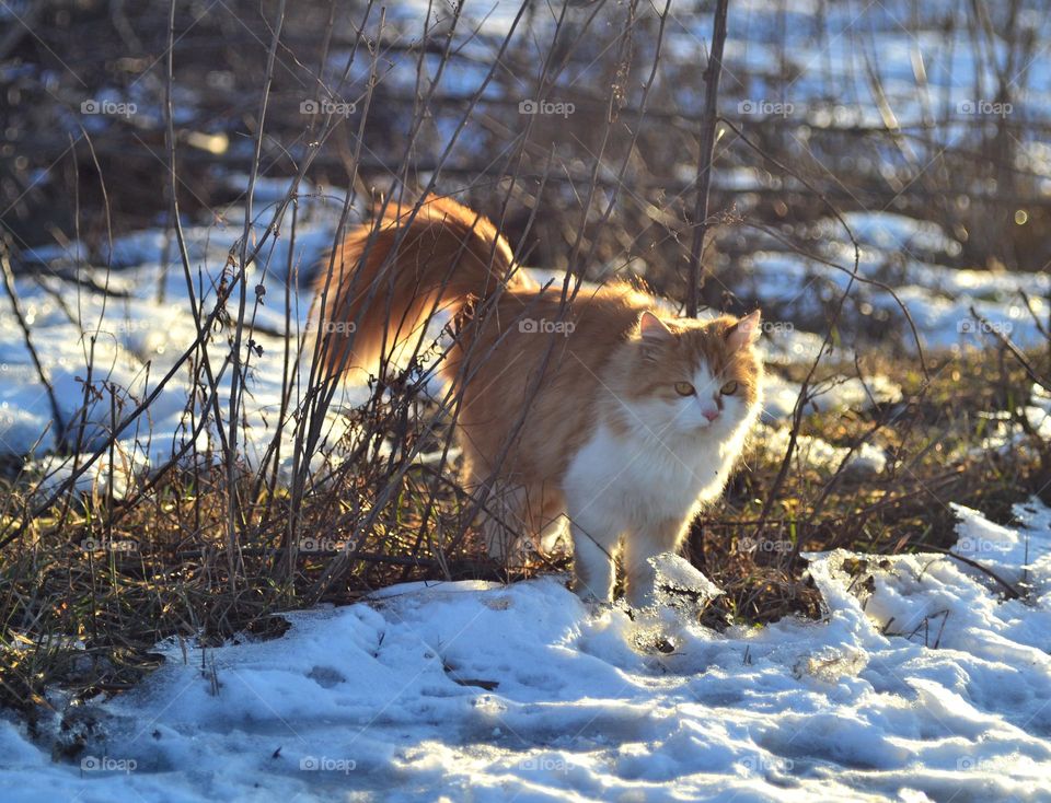 Big fluffy cat in the back rays of the sun in winter.