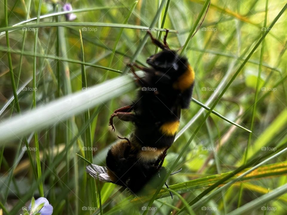 A close up of bees mating 