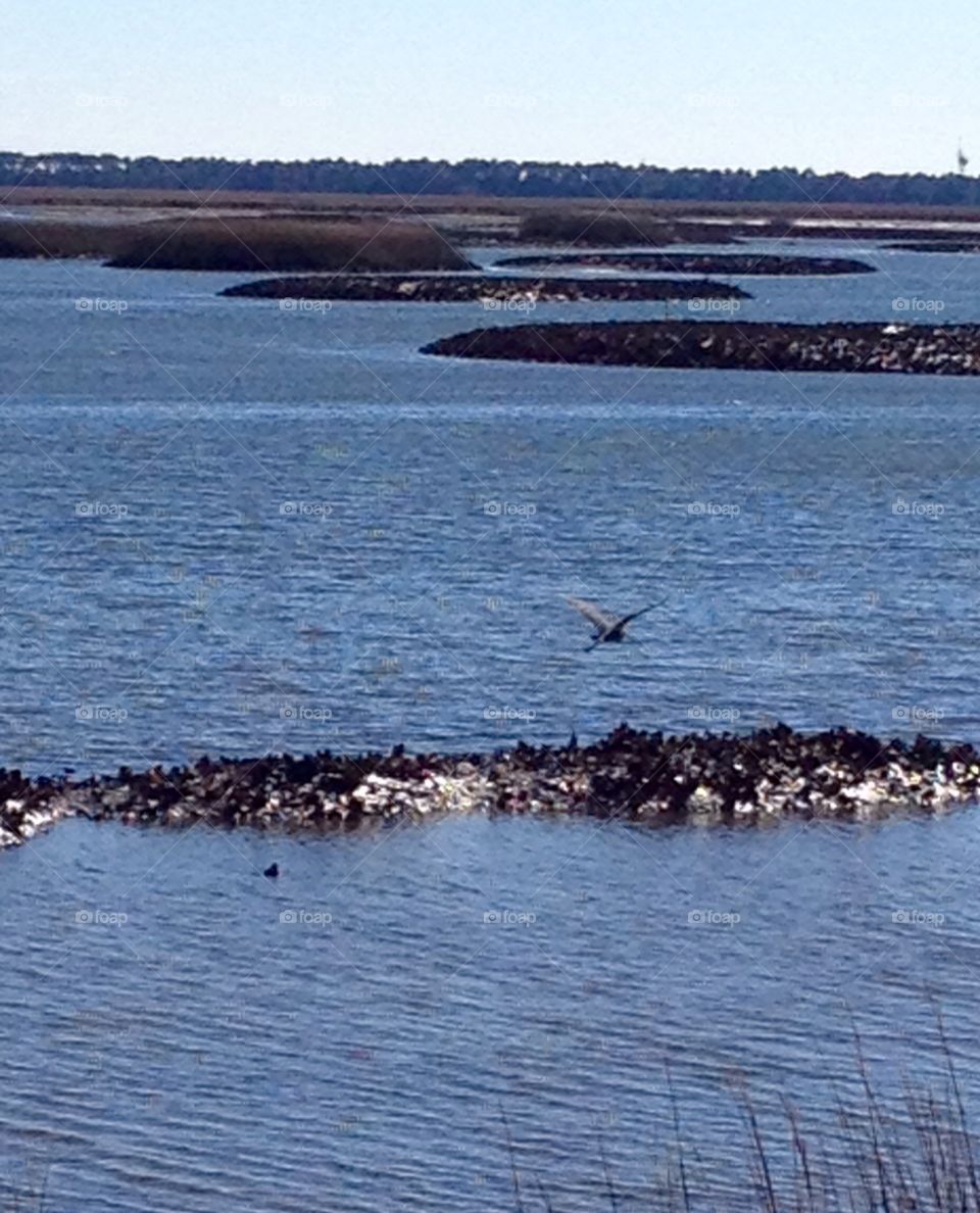 Clark Sound Oyster Beds