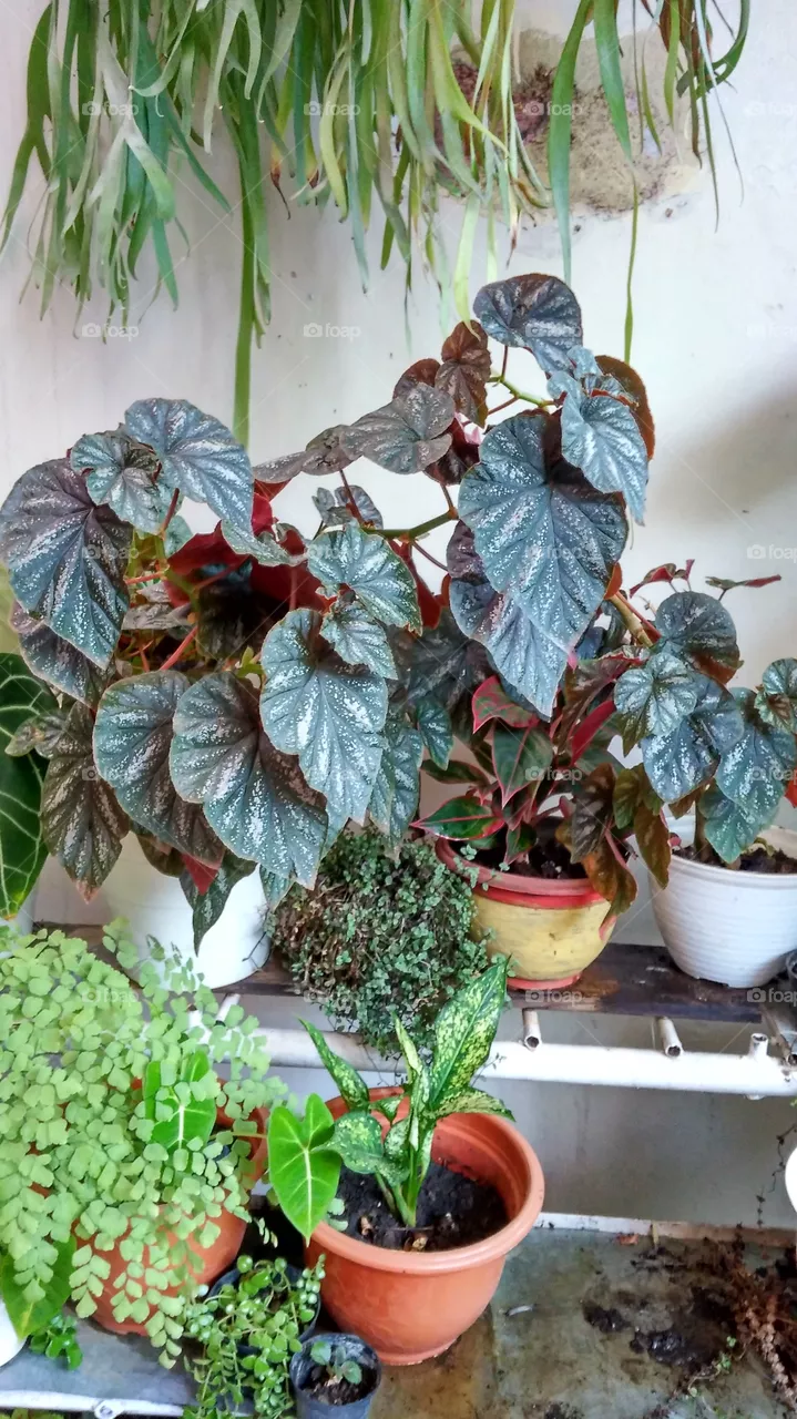plant