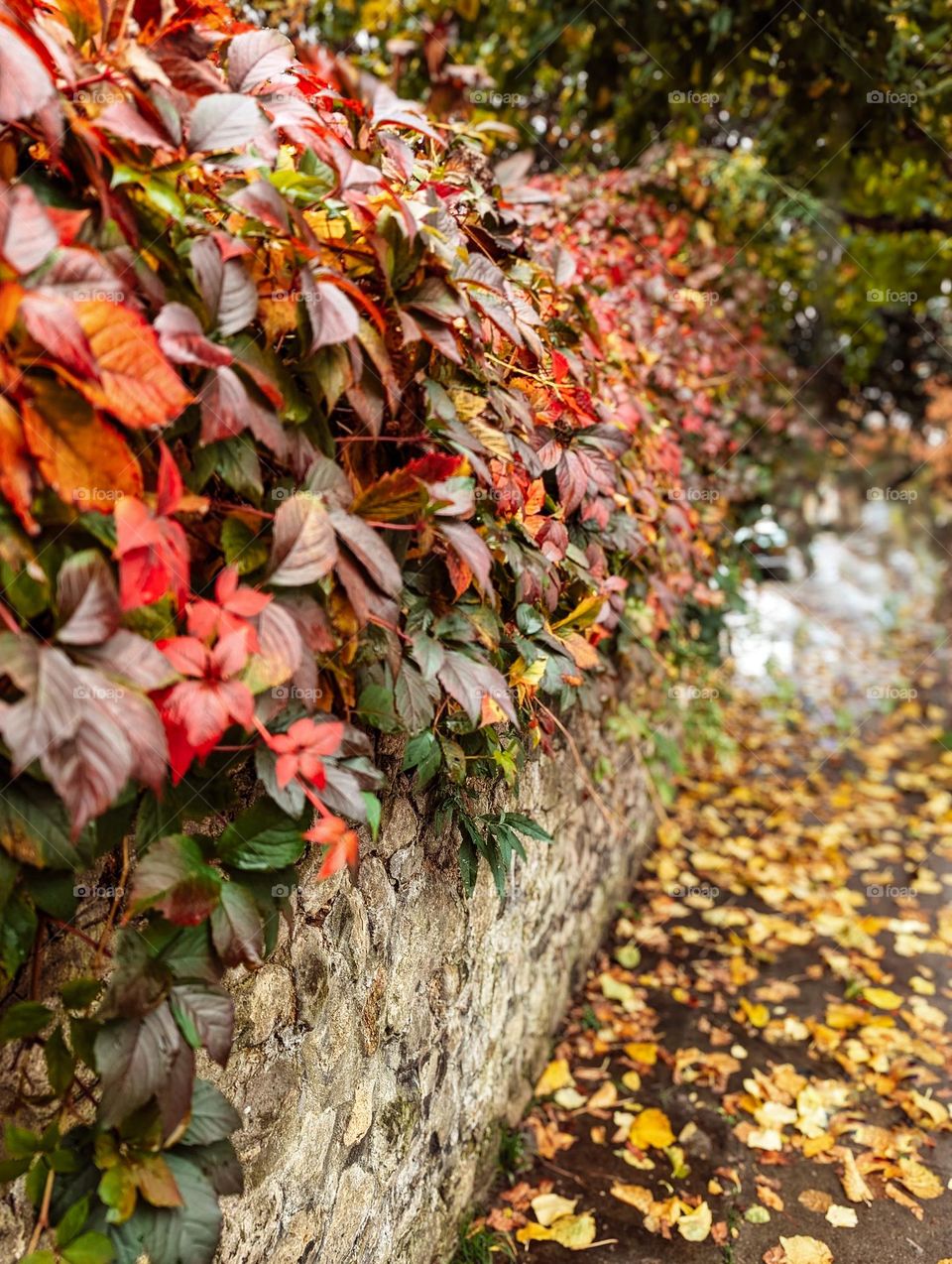 autumn colours