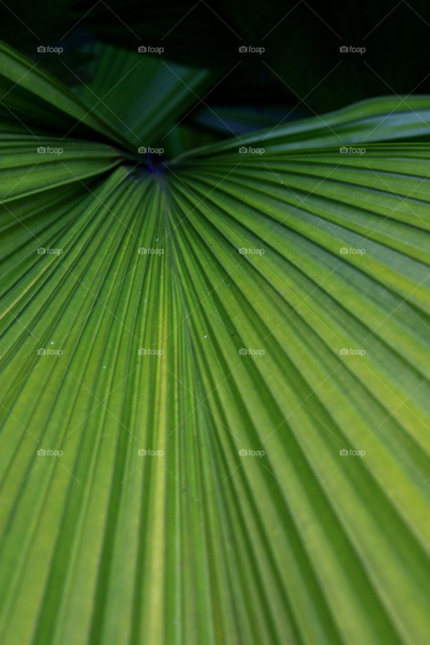 a pattern on leaf