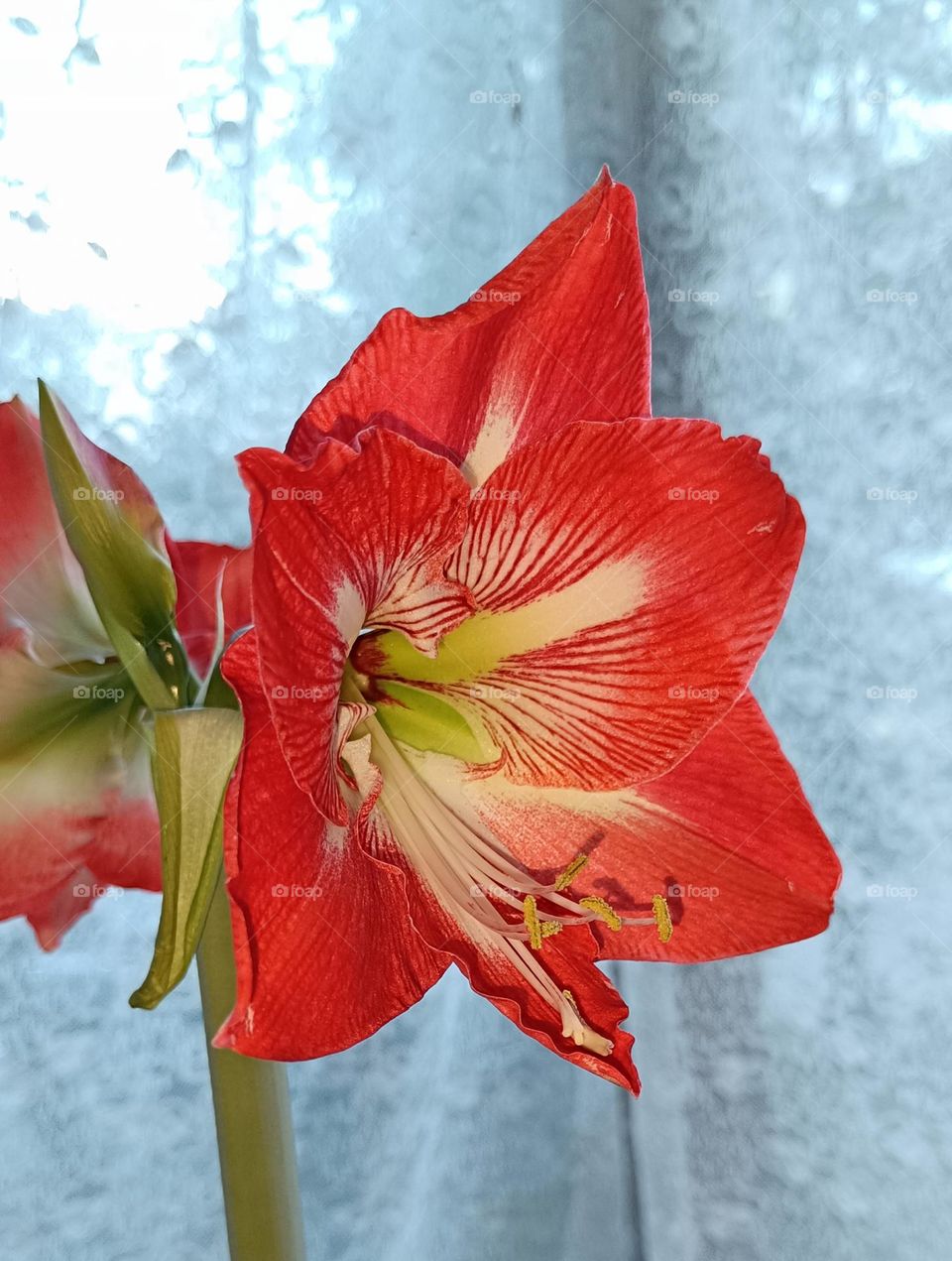 Amaryllis