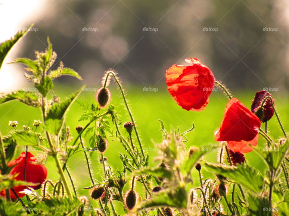 poppies