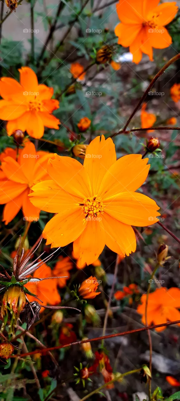 Beautiful orange