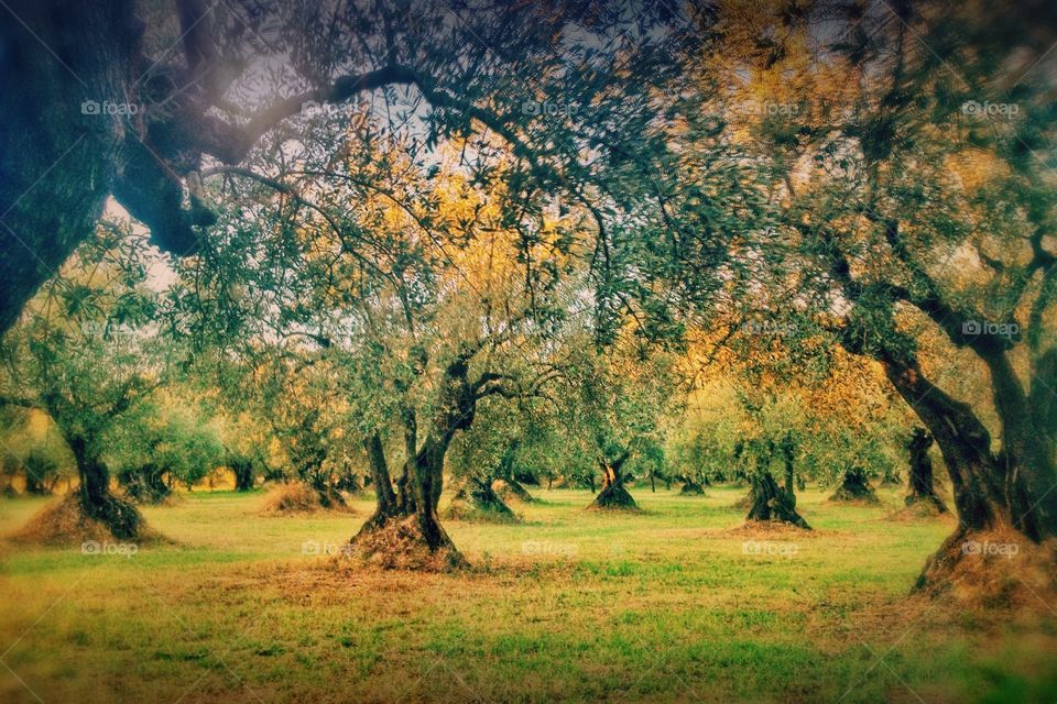 Olive trees in Southern France