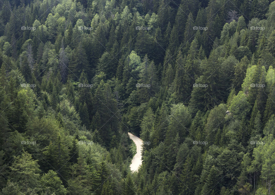 Evergreen forest trees and a path, view from above