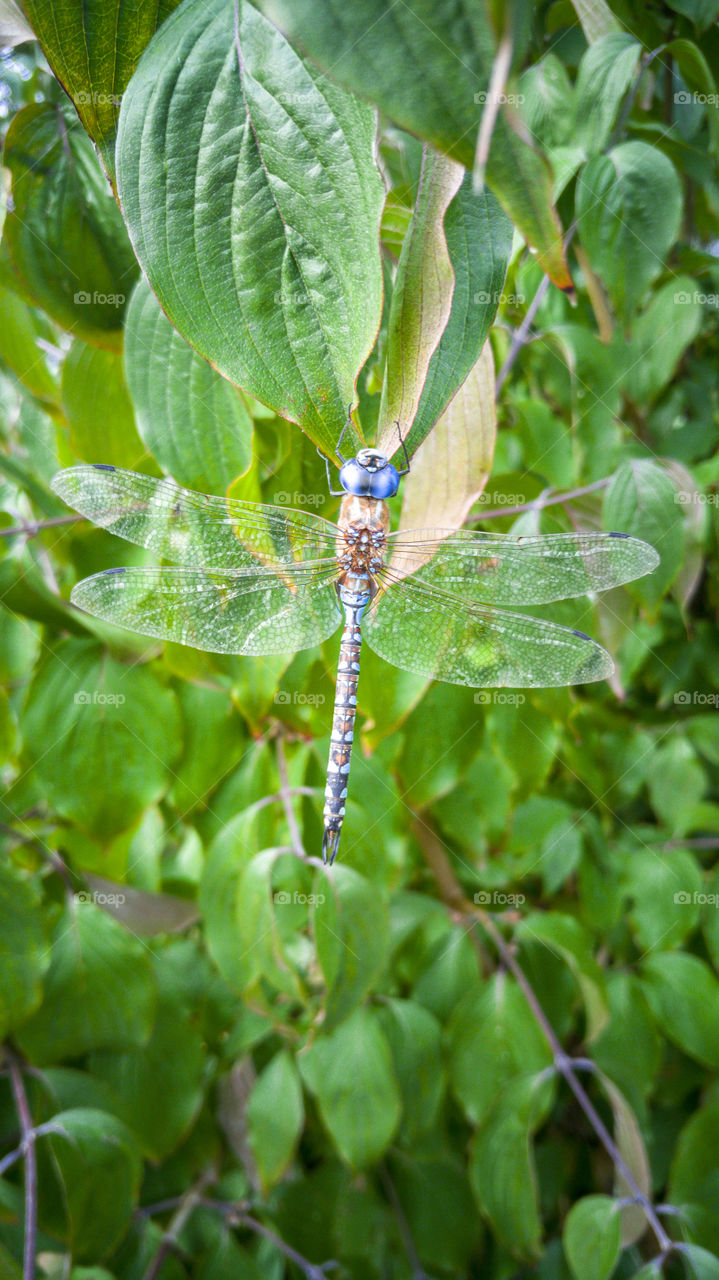 Blue Dragonfly Wings Spread. Beautiful blue dragonfly with wings
 spread sitting on green leaf in garden