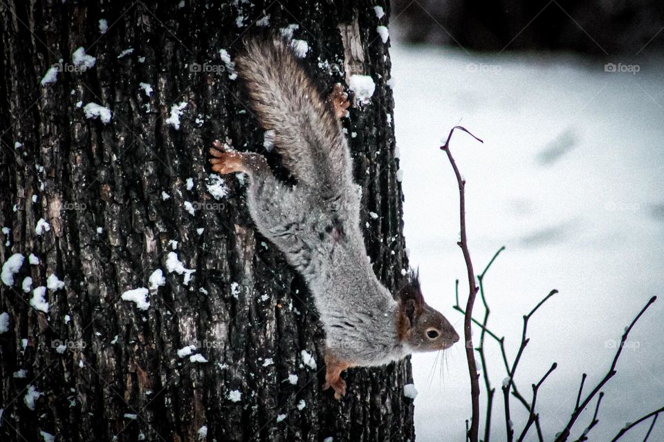 Squirrel beauty