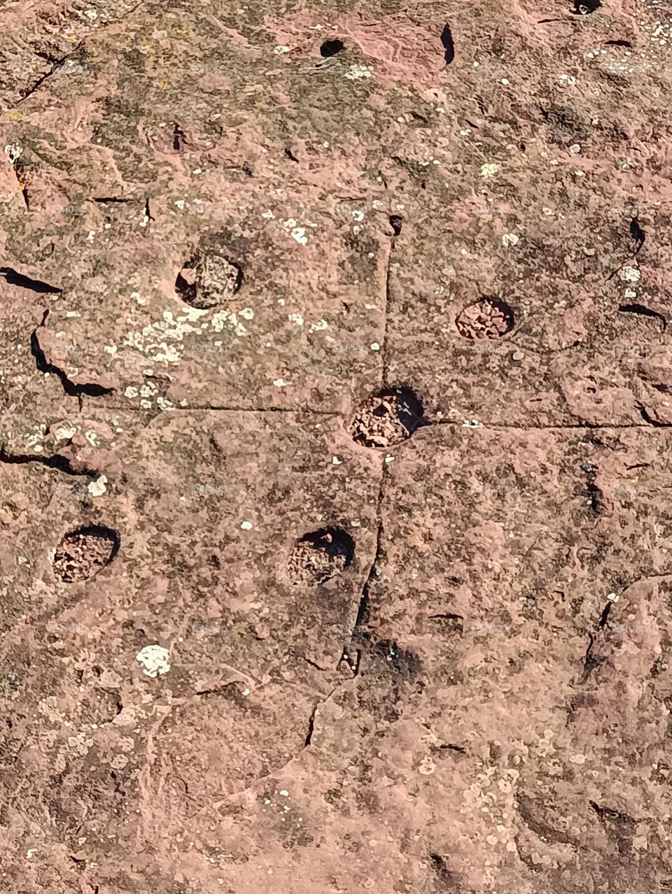 La rosa de los vientos