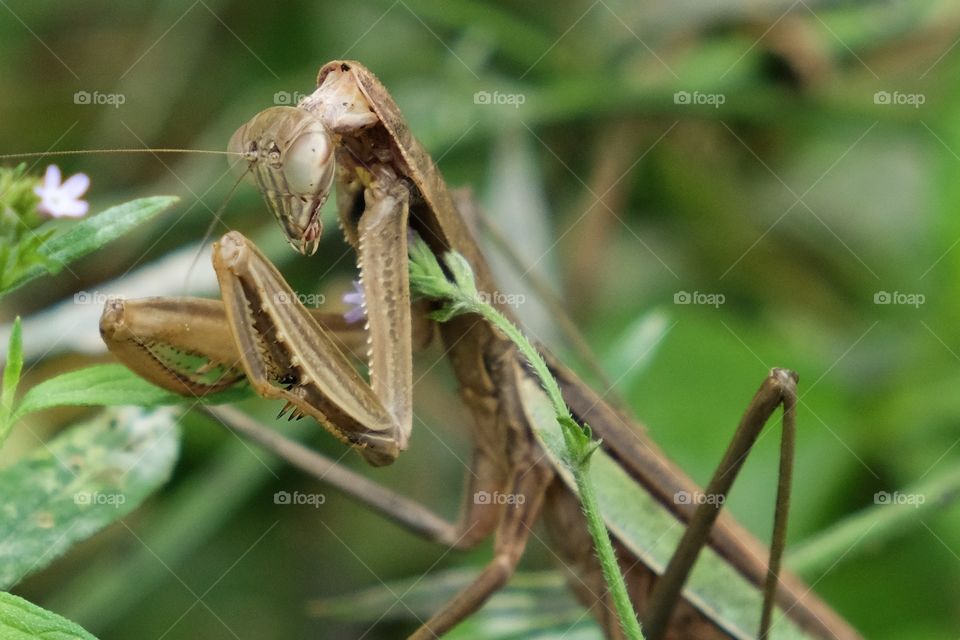 A large female Chinese Mantis stands motionless in the bushes waiting for prey at Yates Mill County Park in Raleigh North Carolina. 