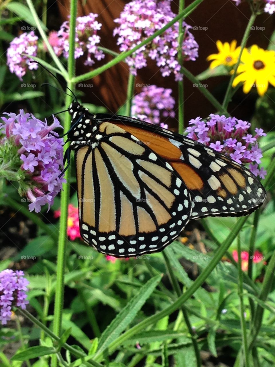 Monarch Butterfly 