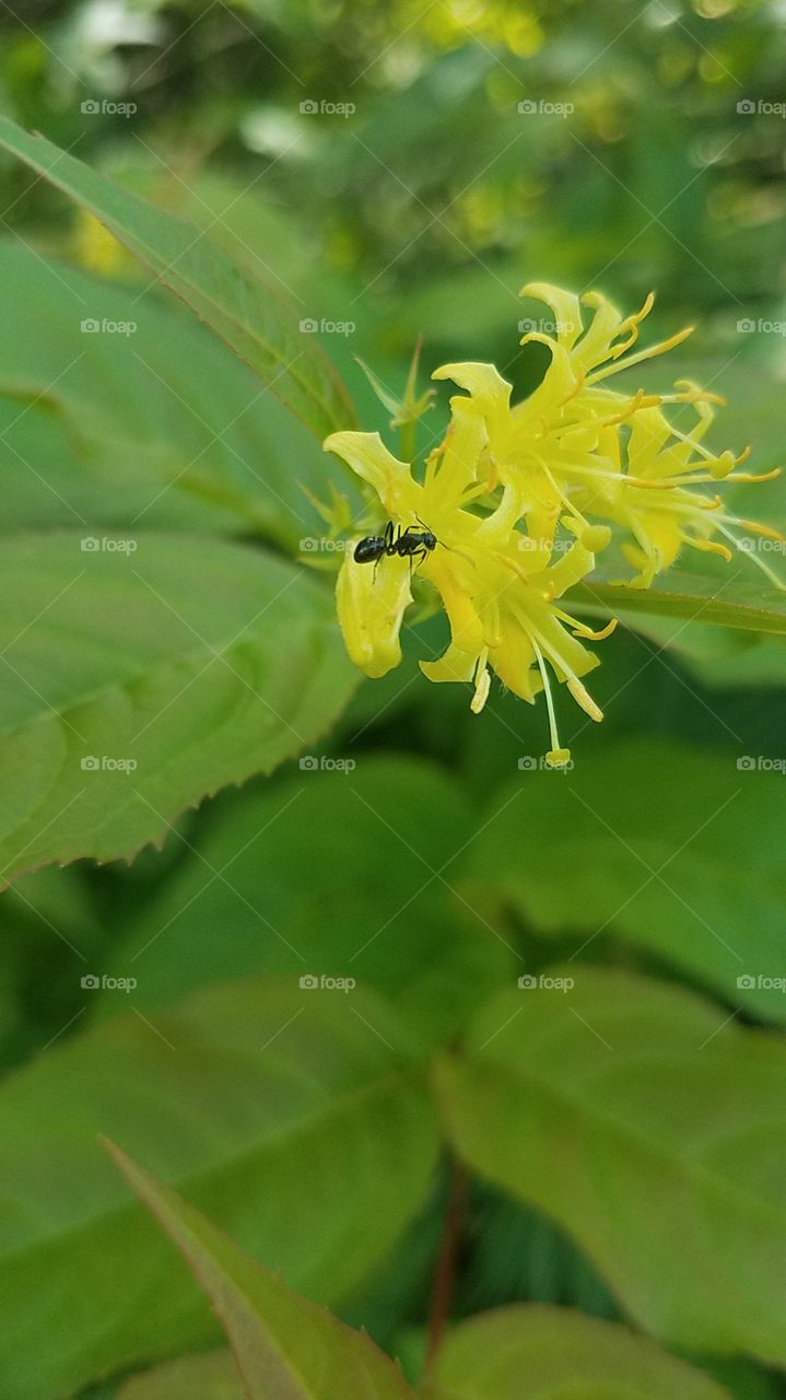 wild flowers with ant