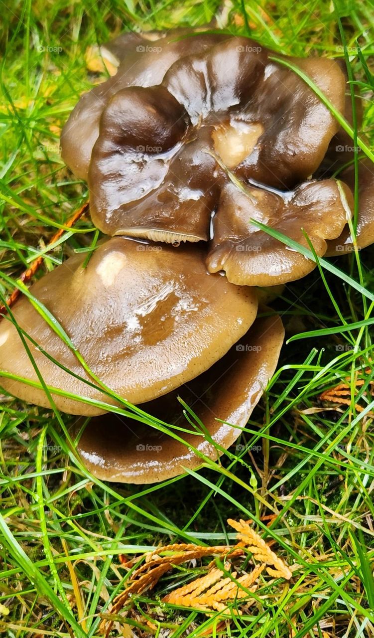 large pile of brown capped mushrooms growing in tall green grass on an Autumn day in Oregon