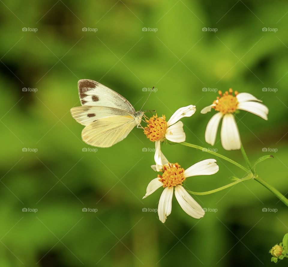 My Nature Chasing and found this Butterfly hunting for nectars on a Wild flowers.. 