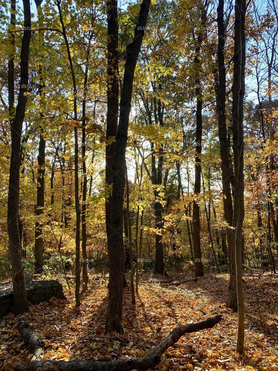 Sunlight filtering through the trees in a forest 