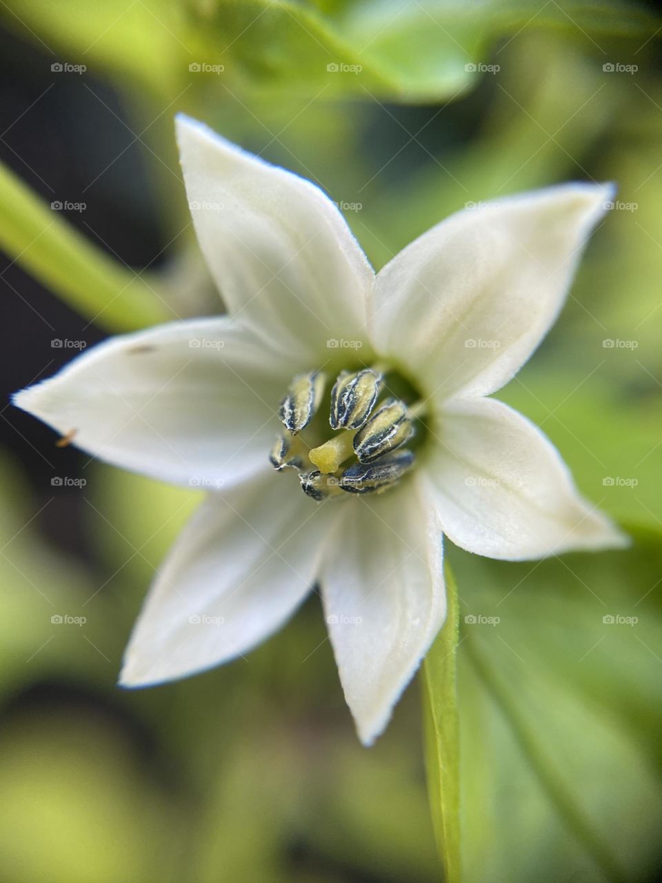 Pepper blossom 