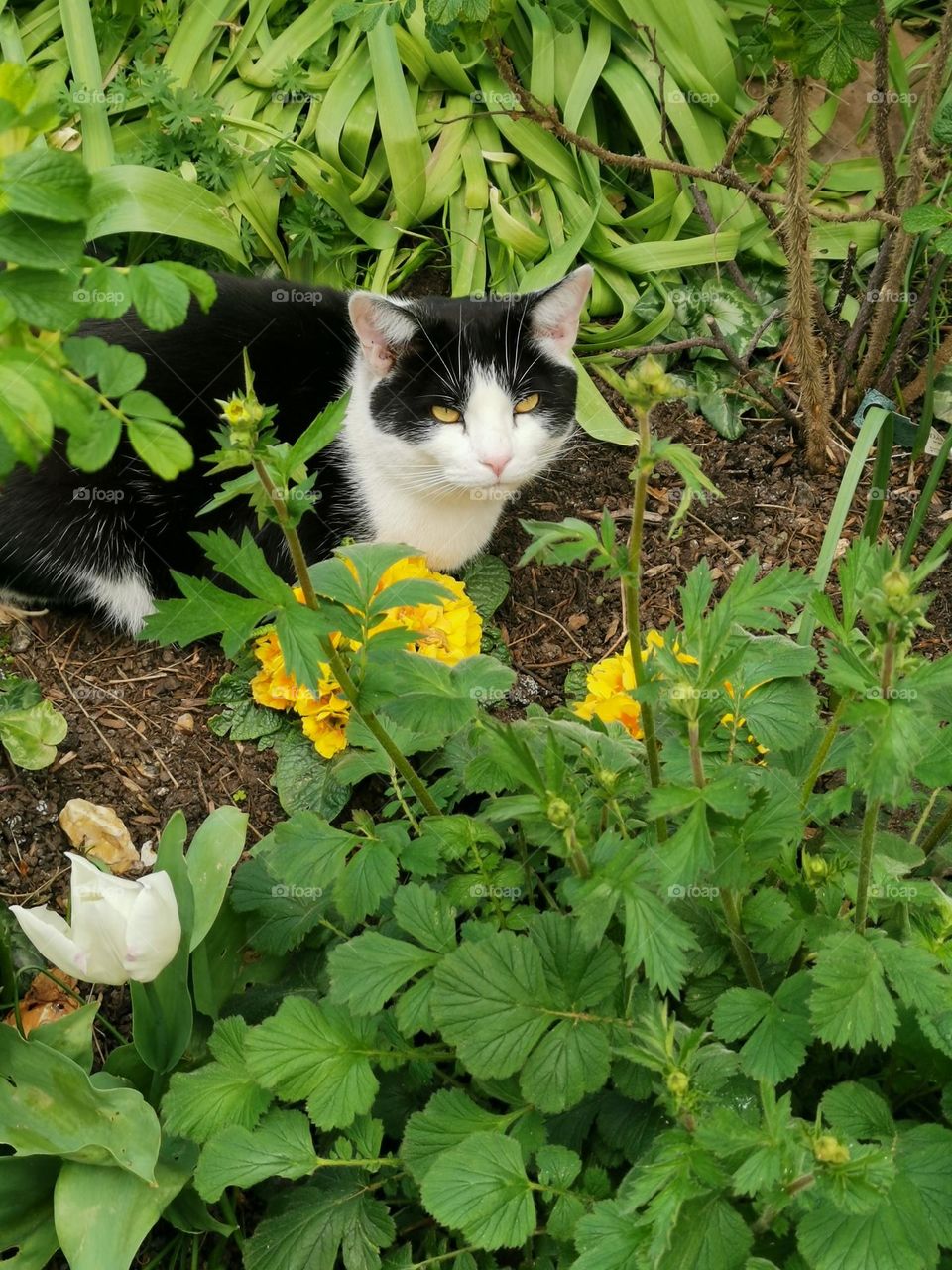 Authentic cat portrait without digital retouching and filters. Cat and flowers.