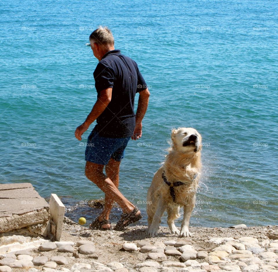 A dog scrools away the water while playing whith owner.