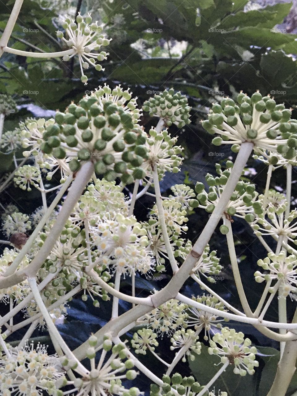 In 2020, even flowers look like Covid !