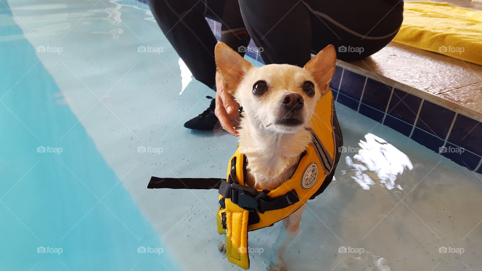 Chihuahua Hydro Therapy