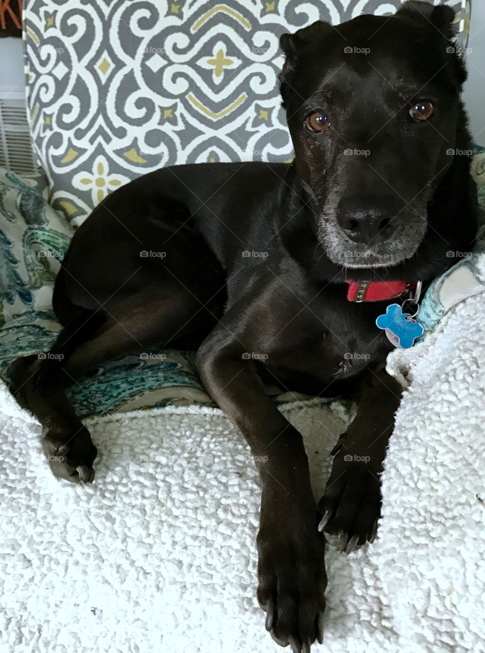 Black Labrador Sitting