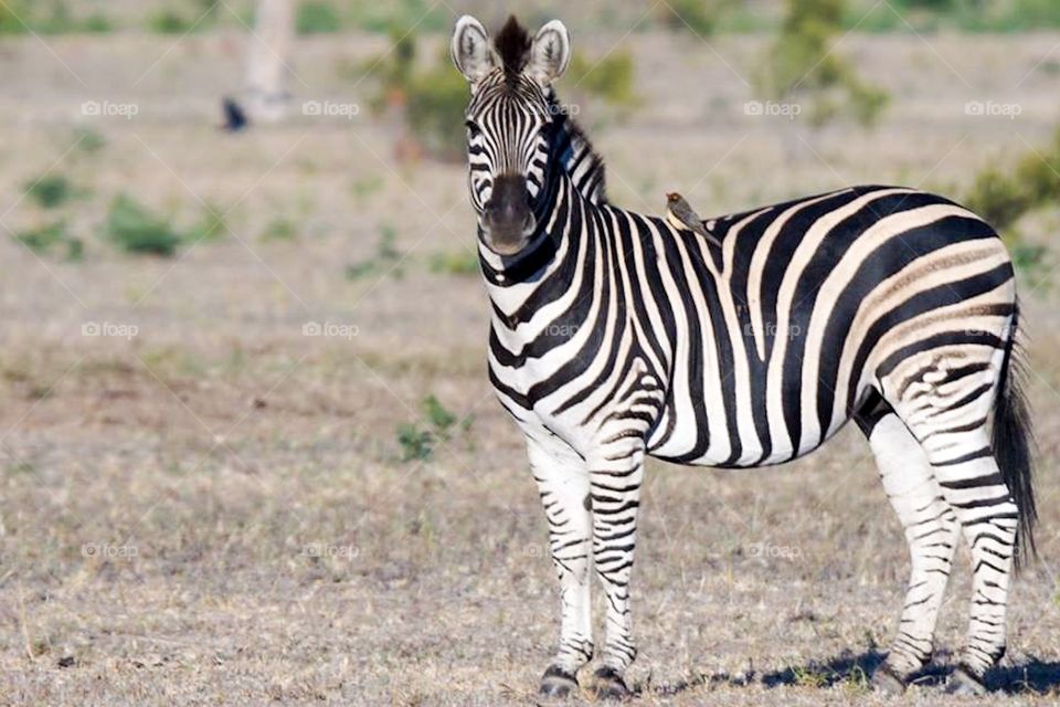 Bird Resting on Zebra in South African Bush