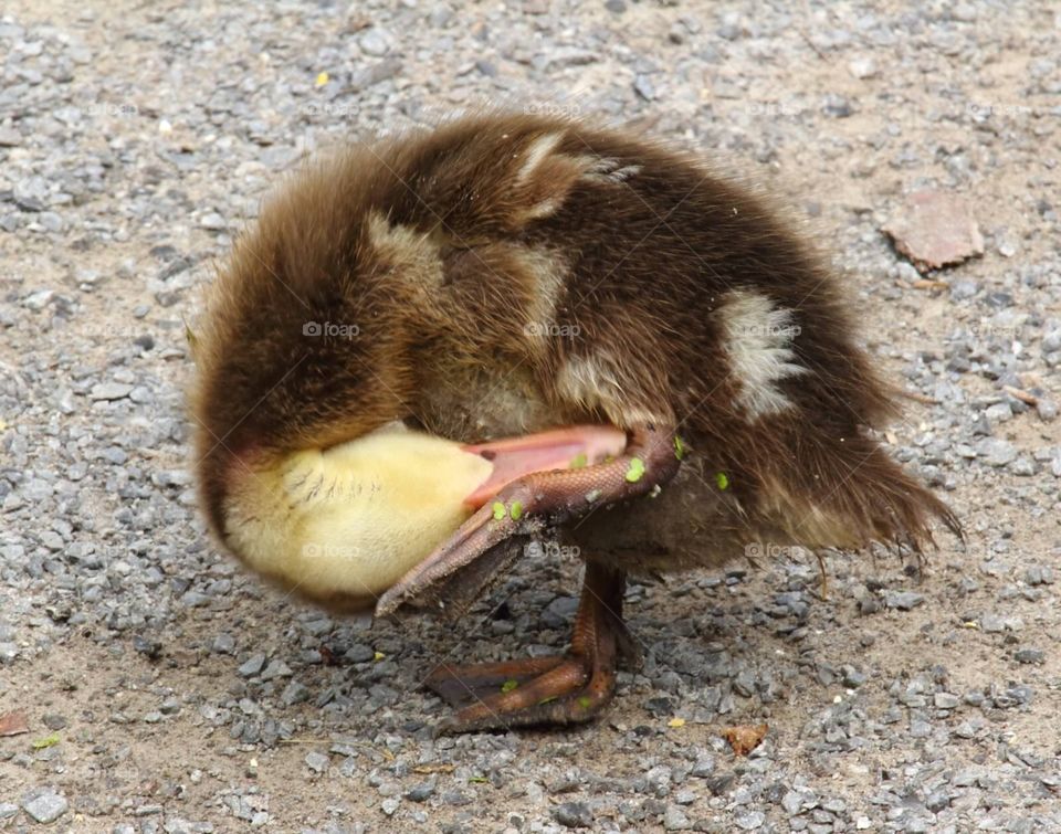 Cute duck!