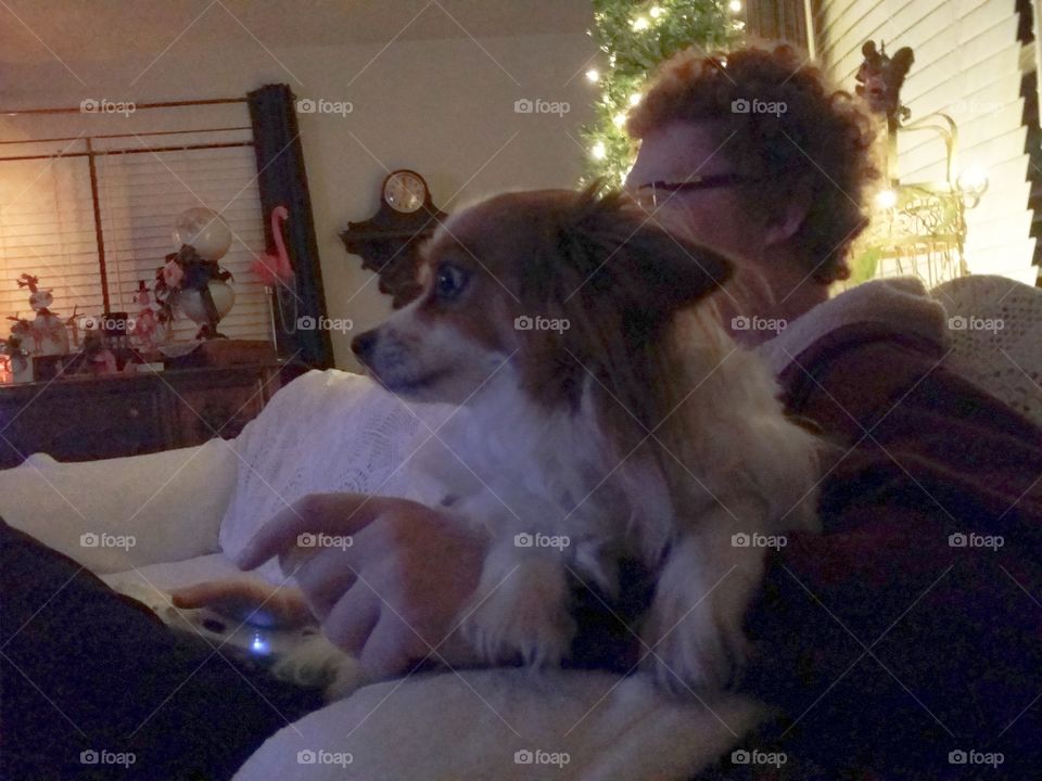 Close-up of a dog at home