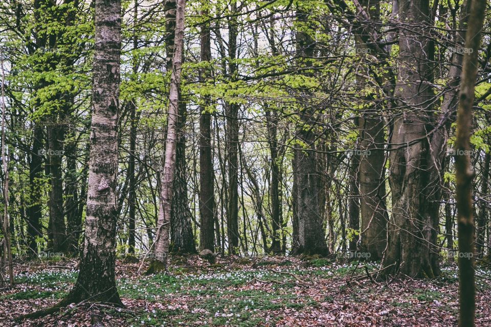 Wood, Tree, Landscape, Nature, Leaf