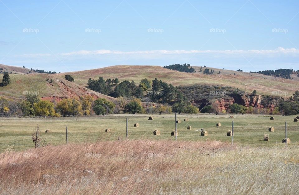 Landscape photo of rolling hills and hay fields in Custer State Park, South Dakota on a sunny blue sky day in early fall. 