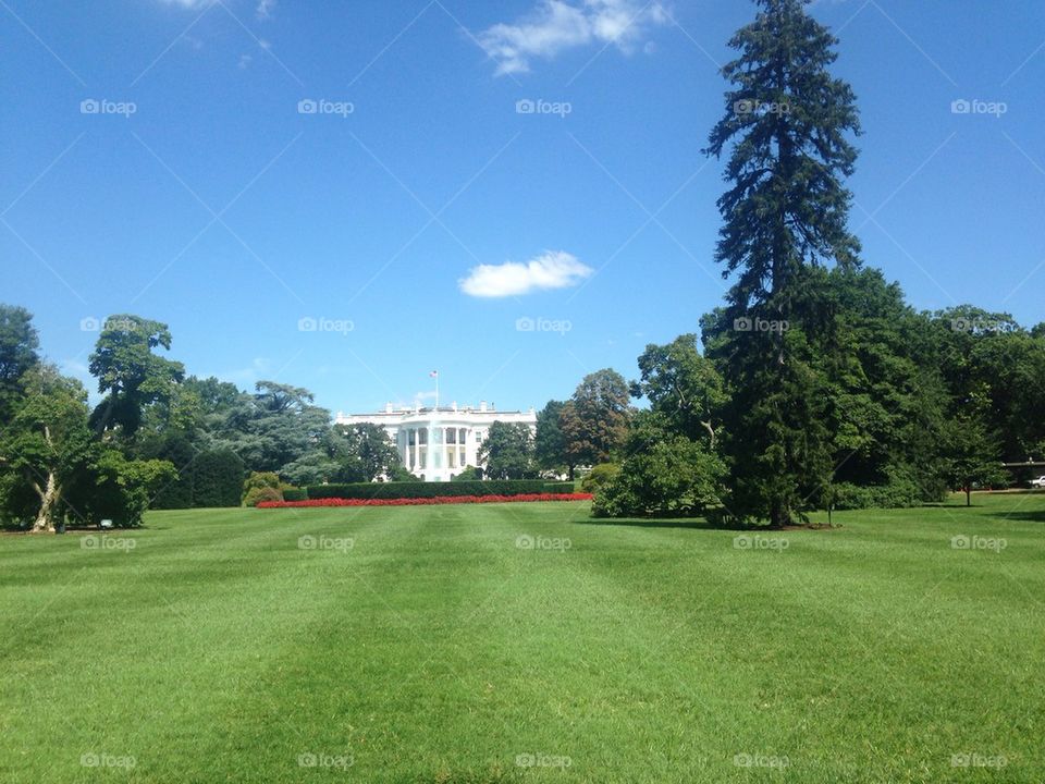 White House 