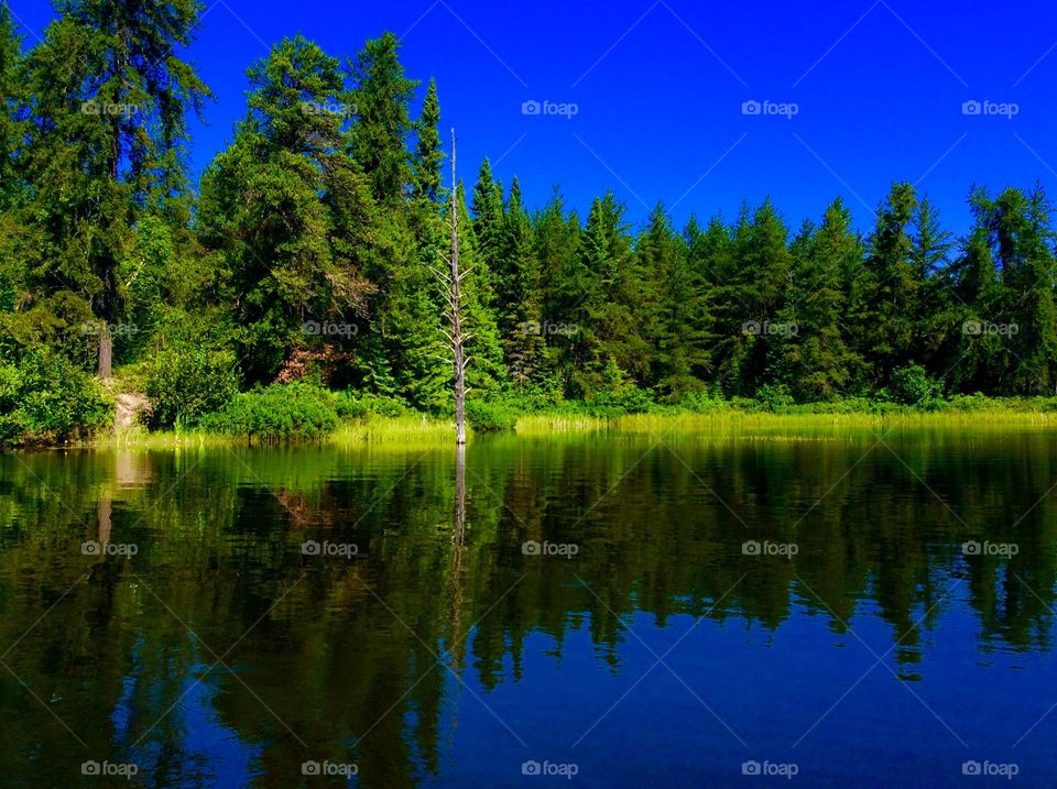 Trees reflecting on the lake