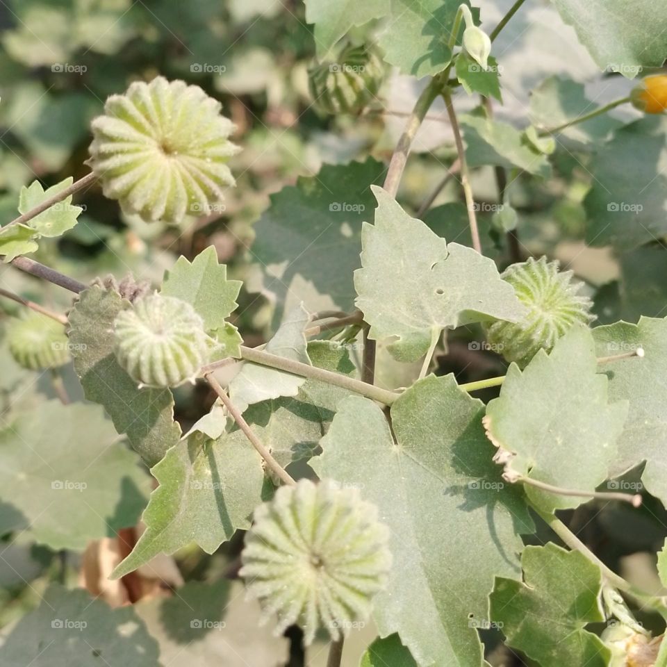 Abutilon indicum indicum | Species
