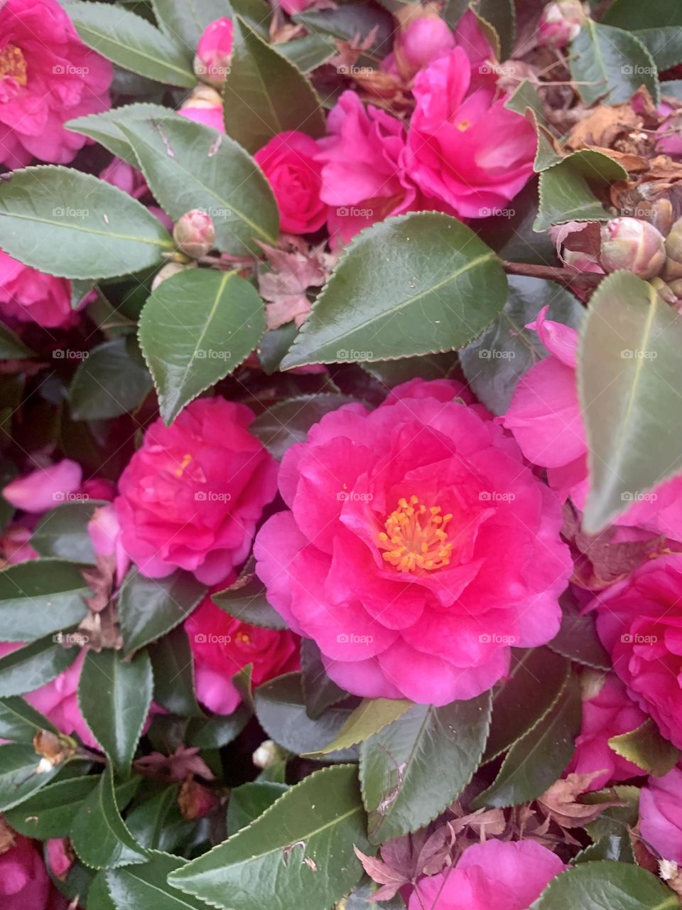 Exploding camellia 