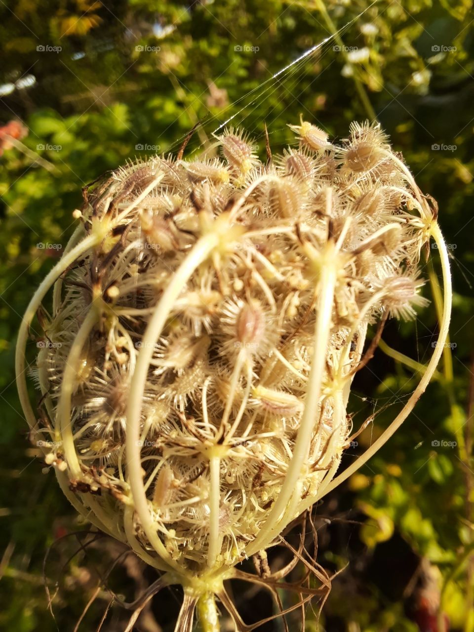 close-up of wild carrot flower at golden hour