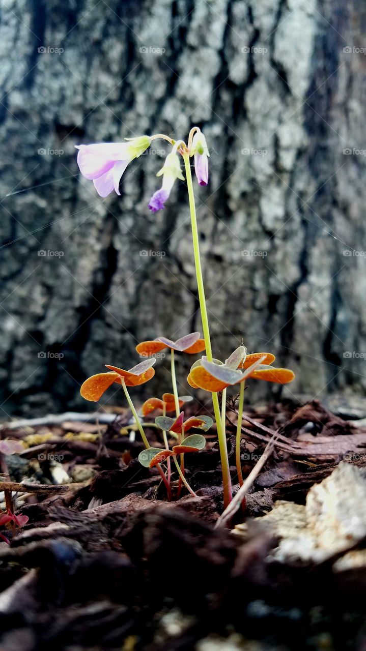 flower and clover leaves.