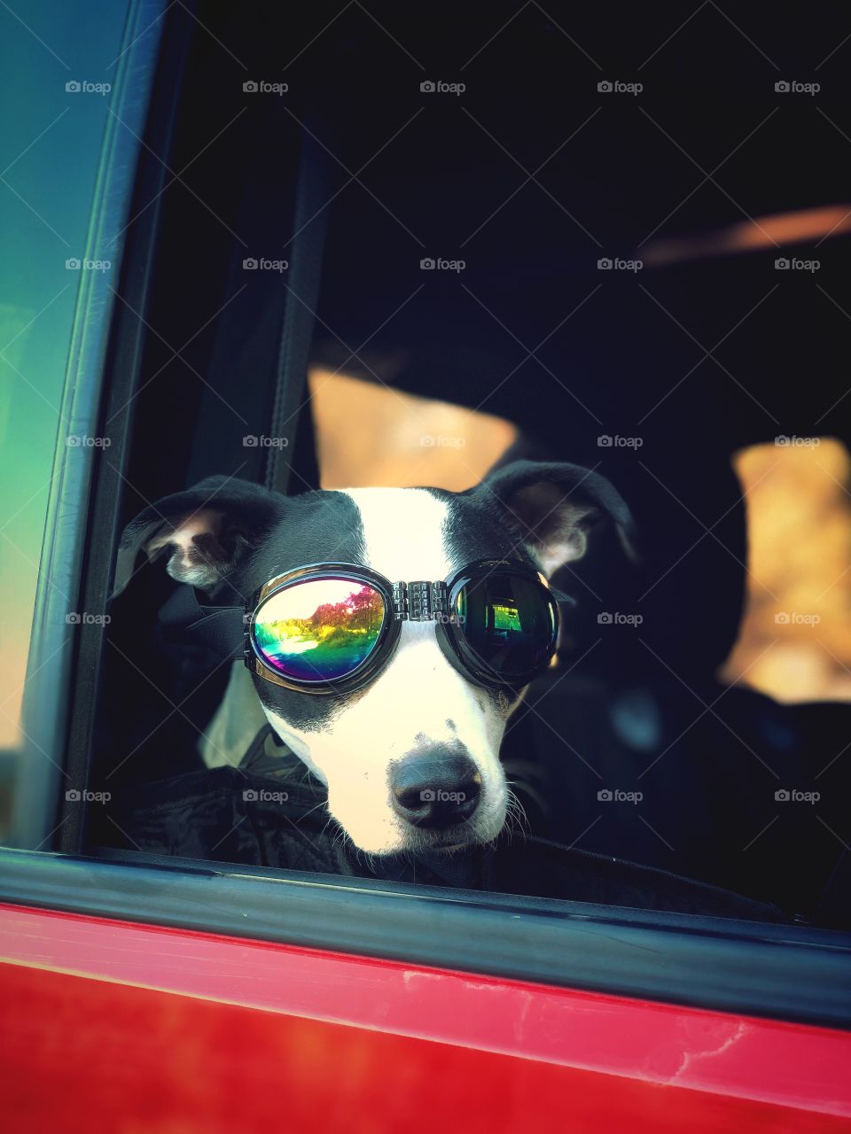 Cool black and white dog wearing colorful goggles