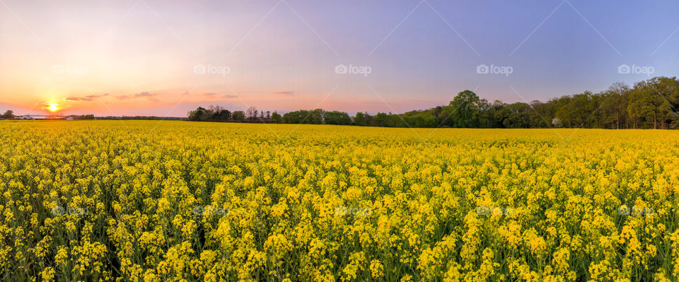 Rape Field 