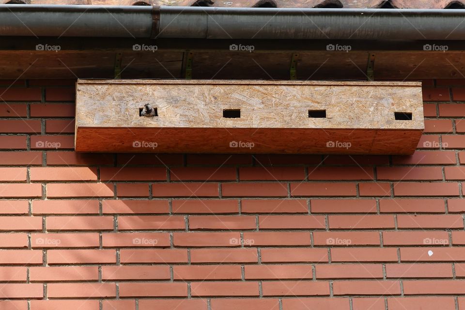 Sparrow looks out of swift bird house