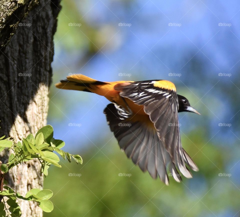 Baltimore Oriole in flight 